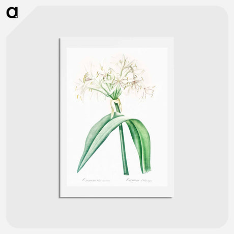 アートポストカード-Florida swamp-lily illustration - ピエール ジョゼフ ルドゥーテ Postcard.