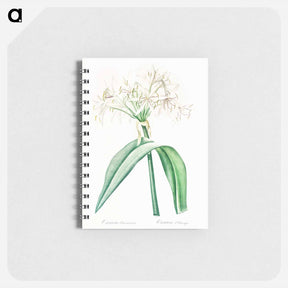 アートメモ帳-Florida swamp-lily illustration - ピエール ジョゼフ ルドゥーテ Memo.