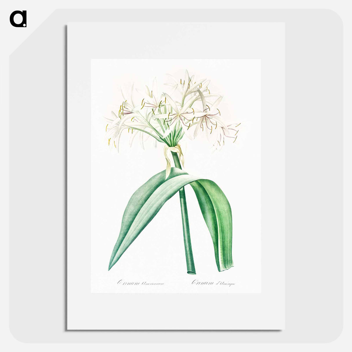 Florida swamp-lily illustration - Pierre Joseph Redouté Poster.