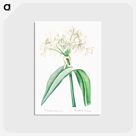 アートポストカード-Florida swamp-lily illustration - ピエール ジョゼフ ルドゥーテ Postcard.