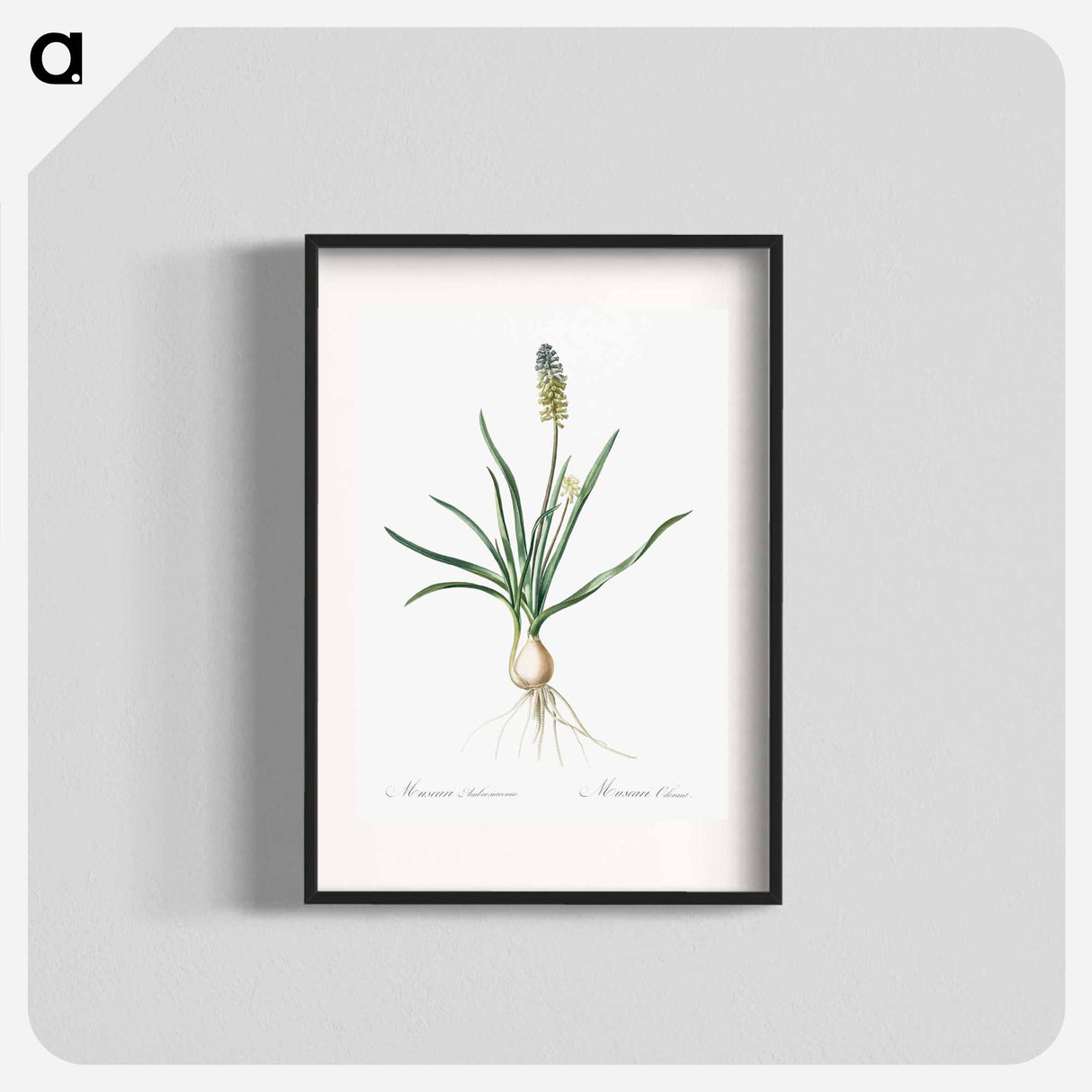 Muscari ambrosiacum illustration - ピエール ジョゼフ ルドゥーテ Poster.