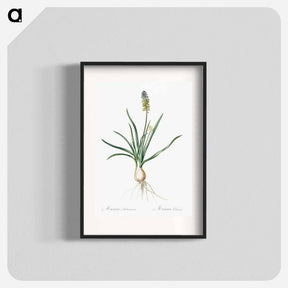 アートポスター-Muscari ambrosiacum illustration - ピエール ジョゼフ ルドゥーテ Poster.