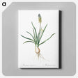 アートパネル-Muscari ambrosiacum illustration - ピエール ジョゼフ ルドゥーテ Canvas.