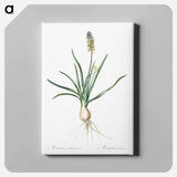 アートパネル-Muscari ambrosiacum illustration - ピエール ジョゼフ ルドゥーテ Canvas.