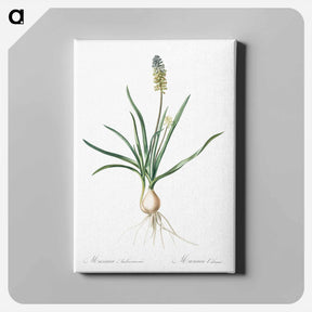 アートパネル-Muscari ambrosiacum illustration - ピエール ジョゼフ ルドゥーテ Canvas.