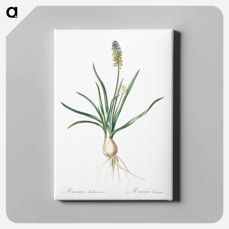 アートパネル-Muscari ambrosiacum illustration - ピエール ジョゼフ ルドゥーテ Canvas.