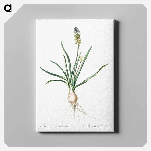 アートパネル-Muscari ambrosiacum illustration - ピエール ジョゼフ ルドゥーテ Canvas.