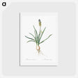 アートポストカード-Muscari ambrosiacum illustration - ピエール ジョゼフ ルドゥーテ Postcard.