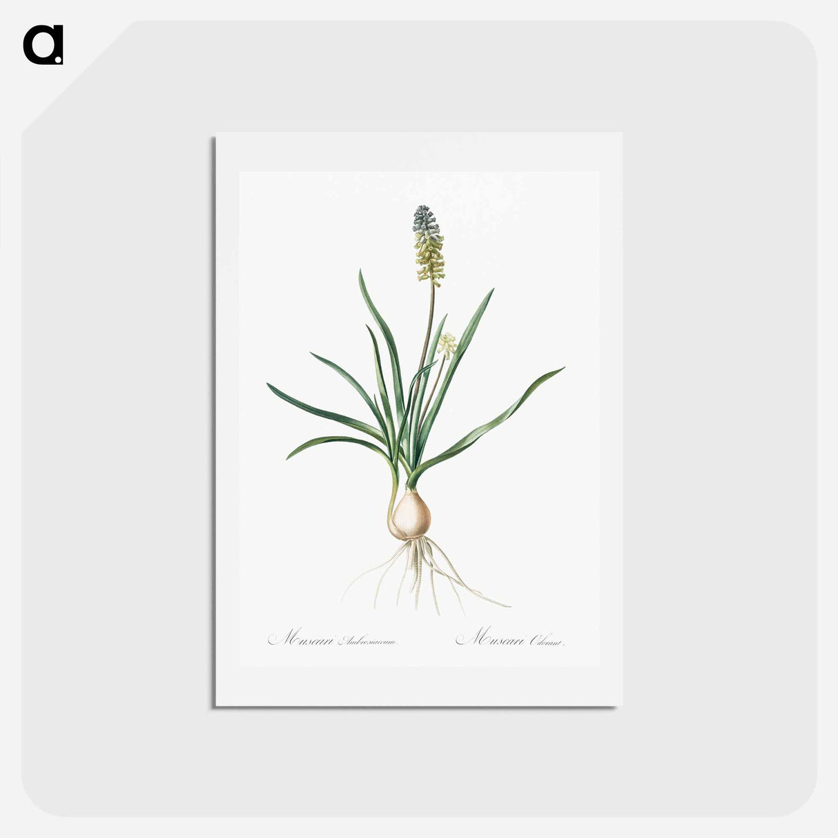 アートポストカード-Muscari ambrosiacum illustration - ピエール ジョゼフ ルドゥーテ Postcard.