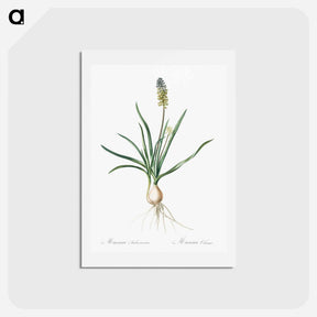 アートポストカード-Muscari ambrosiacum illustration - ピエール ジョゼフ ルドゥーテ Postcard.