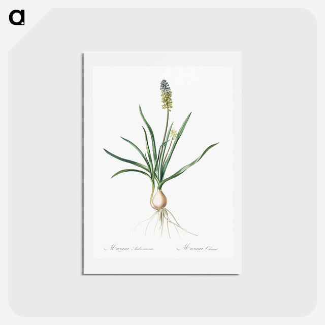 アートポストカード-Muscari ambrosiacum illustration - ピエール ジョゼフ ルドゥーテ Postcard.