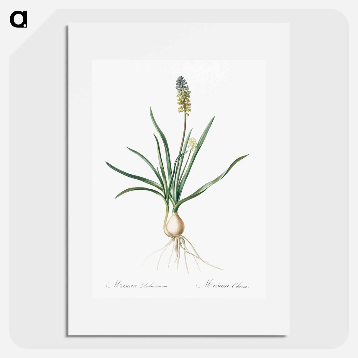 Muscari ambrosiacum illustration - ピエール ジョゼフ ルドゥーテ Poster.