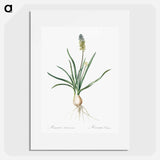 Muscari ambrosiacum illustration - ピエール ジョゼフ ルドゥーテ Poster.