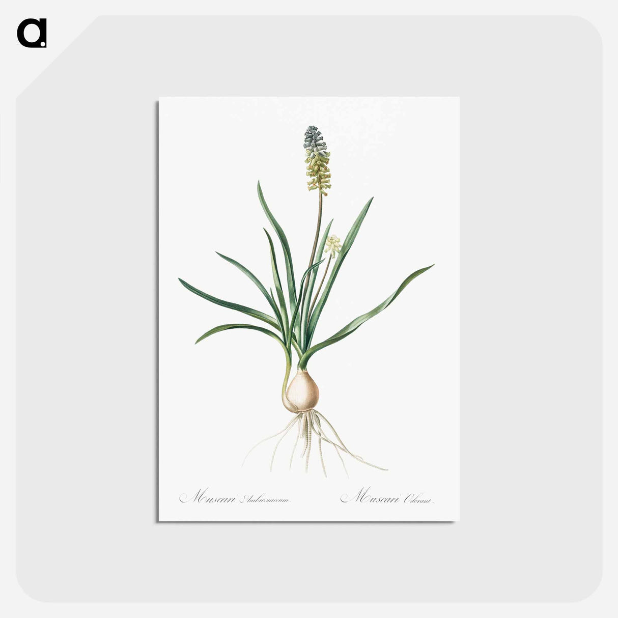 アートポストカード-Muscari ambrosiacum illustration - ピエール ジョゼフ ルドゥーテ Postcard.