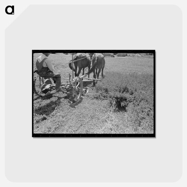 アートポストカード-Ex-Sharecropper at Work
 - ラッセル リー Postcard.