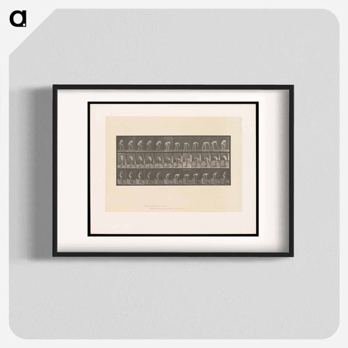 The Spademan
 - エドワード マイブリッジ Poster.