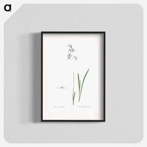 アートポスター-Corn lily illustration - ピエール ジョゼフ ルドゥーテ Poster.