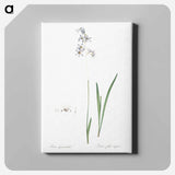 アートパネル-Corn lily illustration - ピエール ジョゼフ ルドゥーテ Canvas.