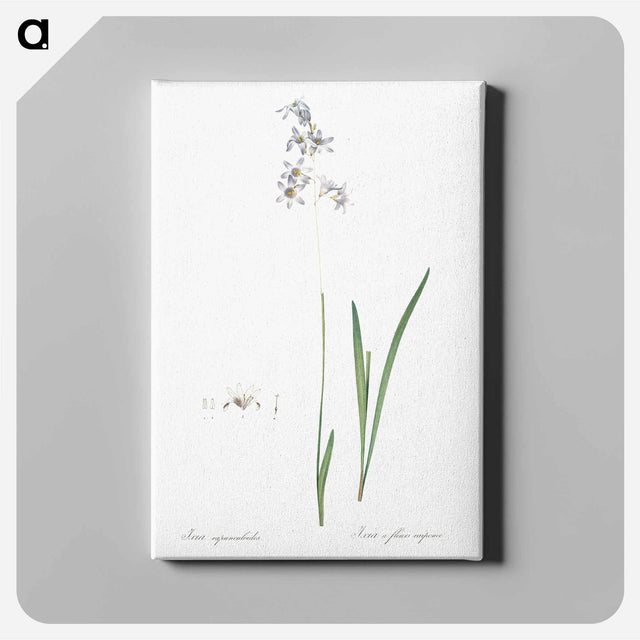 アートパネル-Corn lily illustration - ピエール ジョゼフ ルドゥーテ Canvas.