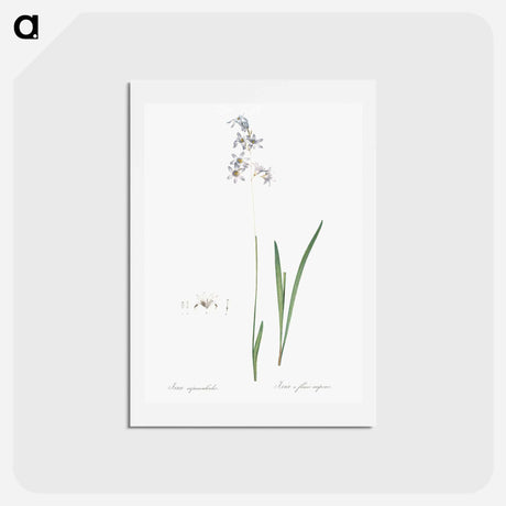 アートポストカード-Corn lily illustration - ピエール ジョゼフ ルドゥーテ Postcard.