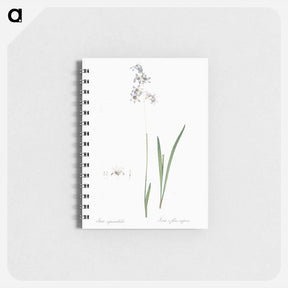 アートメモ帳-Corn lily illustration - ピエール ジョゼフ ルドゥーテ Memo.