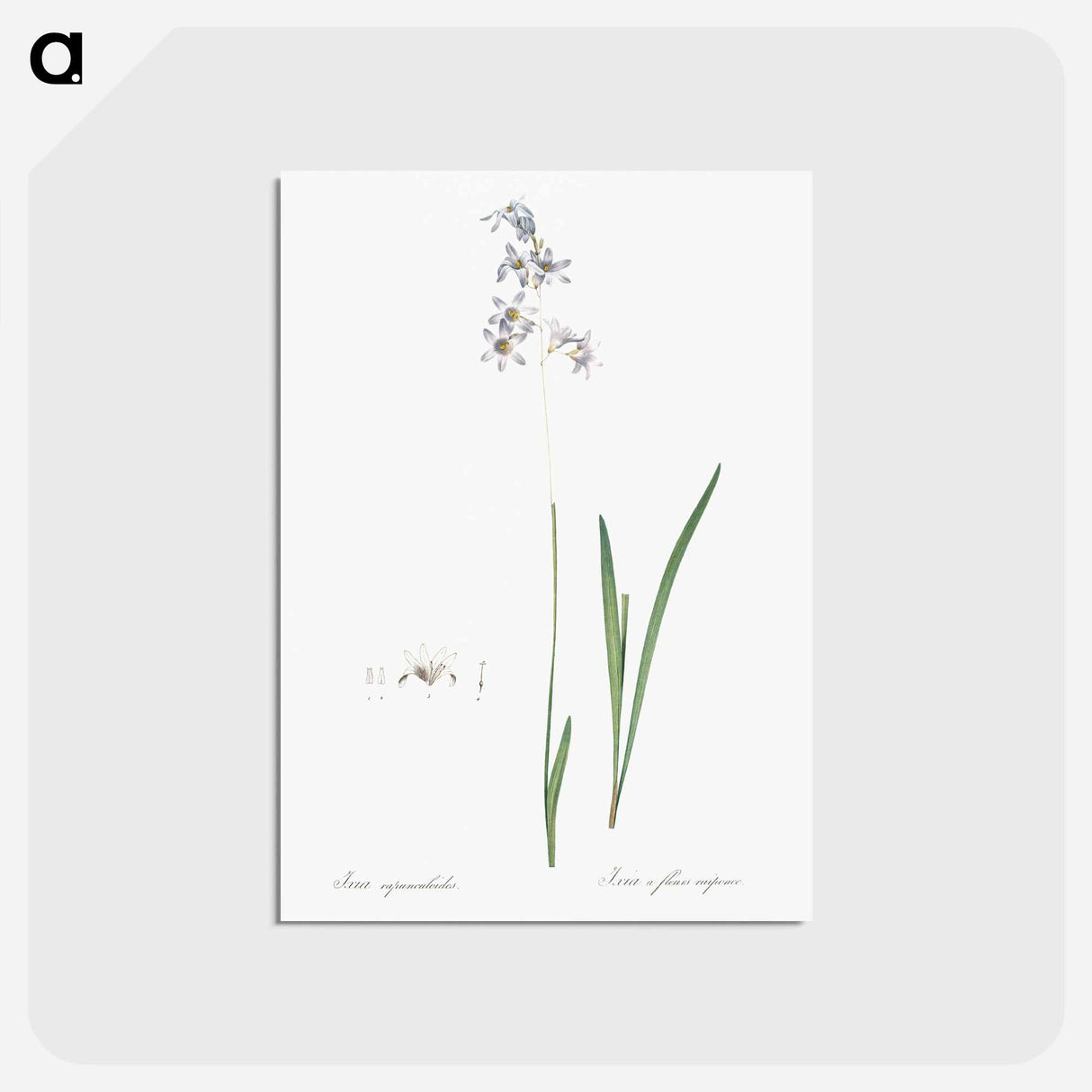 アートポストカード-Corn lily illustration - ピエール ジョゼフ ルドゥーテ Postcard.