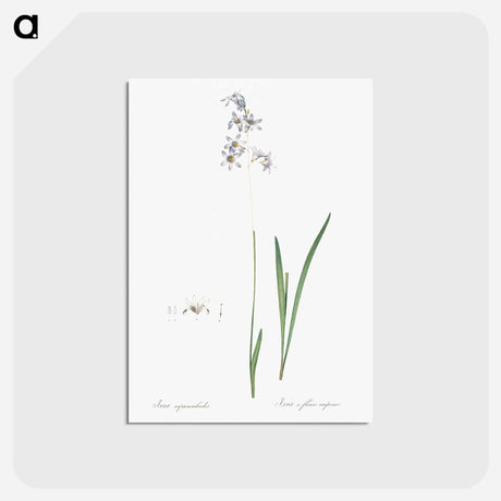 アートポストカード-Corn lily illustration - ピエール ジョゼフ ルドゥーテ Postcard.