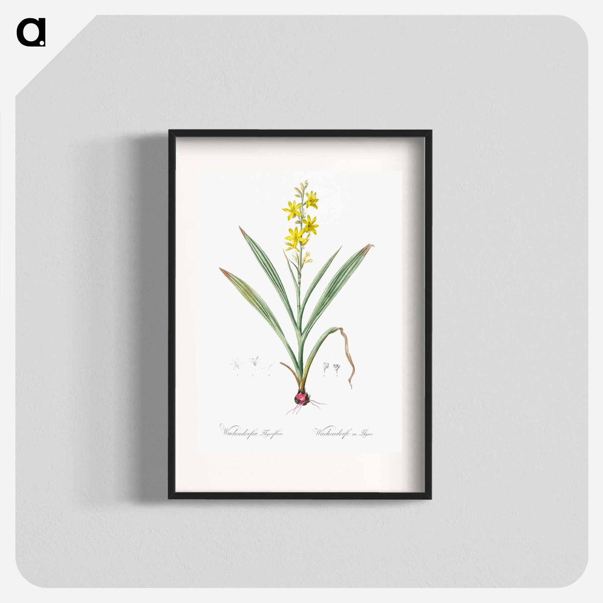 Wachendorfia thyrsiflora - Pierre Joseph Redouté Poster.