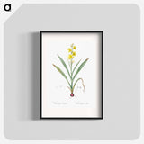 Wachendorfia thyrsiflora - Pierre Joseph Redouté Poster.