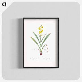 アートポスター-Wachendorfia thyrsiflora - ピエール ジョゼフ ルドゥーテ Poster.