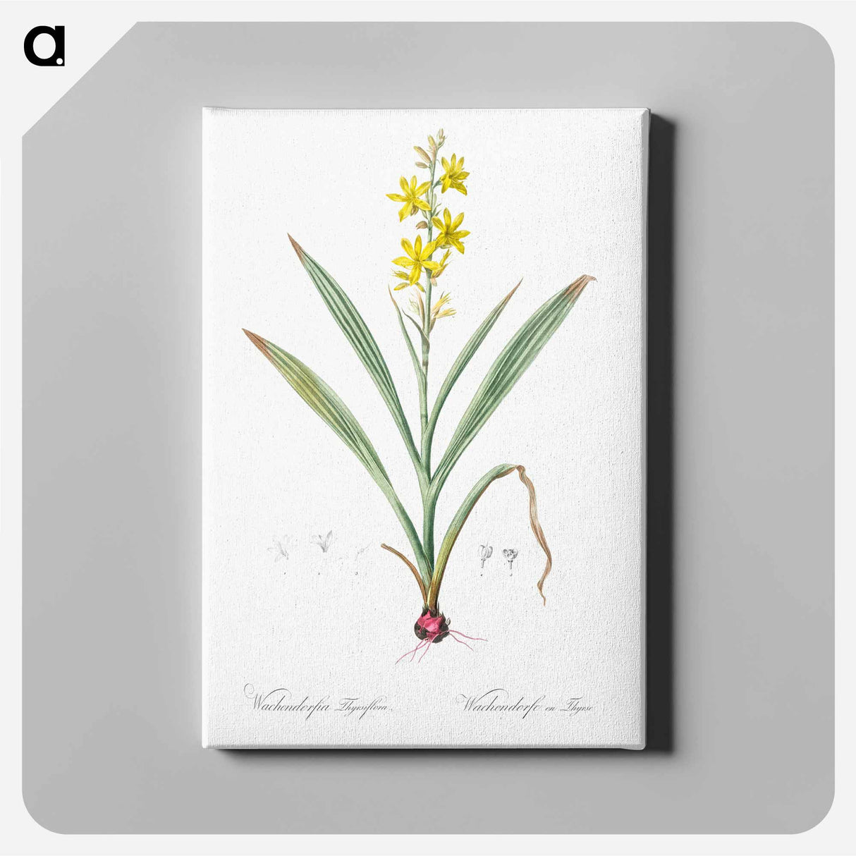 アートパネル-Wachendorfia thyrsiflora - ピエール ジョゼフ ルドゥーテ Canvas.