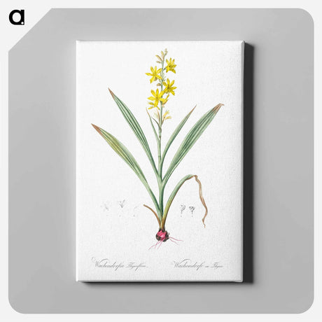 アートパネル-Wachendorfia thyrsiflora - ピエール ジョゼフ ルドゥーテ Canvas.