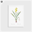 アートポストカード-Wachendorfia thyrsiflora - ピエール ジョゼフ ルドゥーテ Postcard.