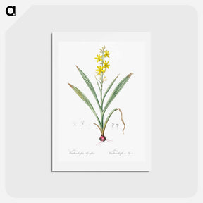 アートポストカード-Wachendorfia thyrsiflora - ピエール ジョゼフ ルドゥーテ Postcard.
