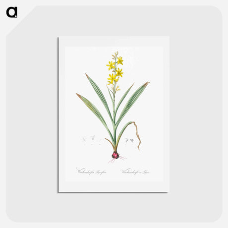 アートポストカード-Wachendorfia thyrsiflora - ピエール ジョゼフ ルドゥーテ Postcard.