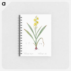 アートメモ帳-Wachendorfia thyrsiflora - ピエール ジョゼフ ルドゥーテ Memo.