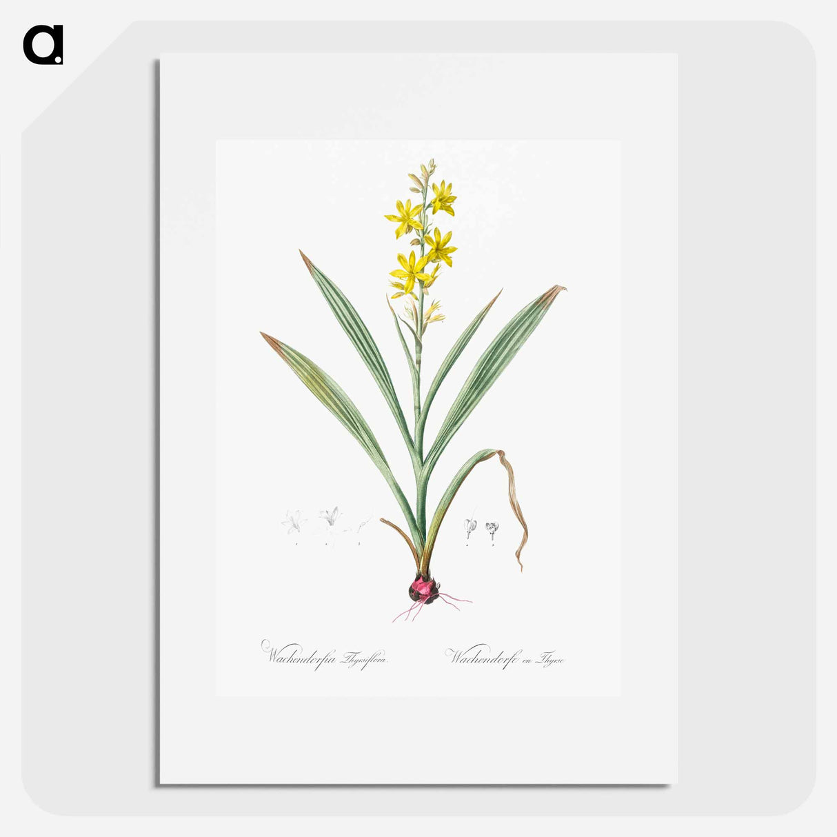 Wachendorfia thyrsiflora - Pierre Joseph Redouté Poster.