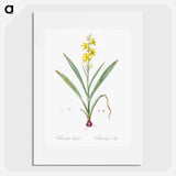 Wachendorfia thyrsiflora - Pierre Joseph Redouté Poster.