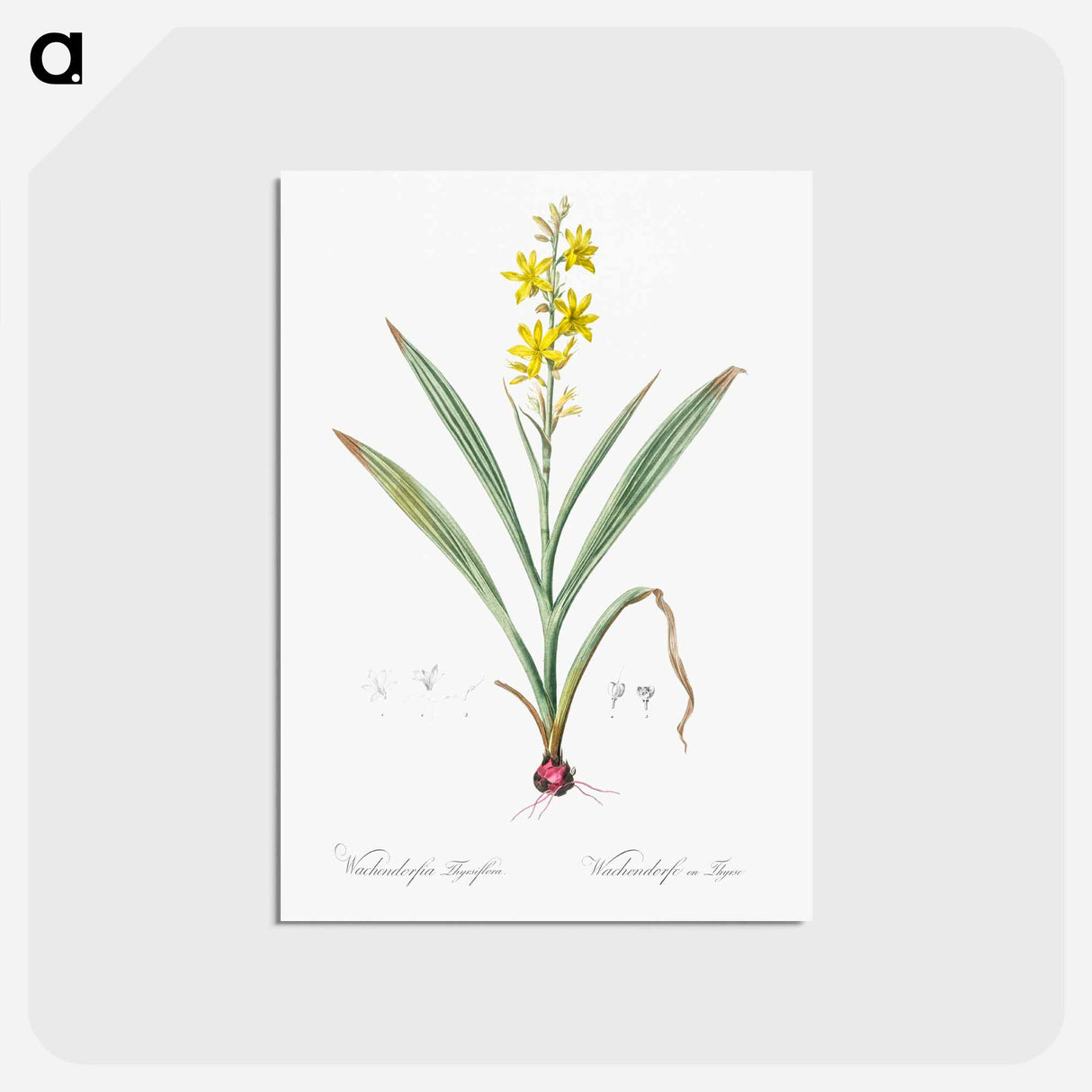 アートポストカード-Wachendorfia thyrsiflora - ピエール ジョゼフ ルドゥーテ Postcard.
