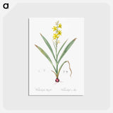 アートポストカード-Wachendorfia thyrsiflora - ピエール ジョゼフ ルドゥーテ Postcard.