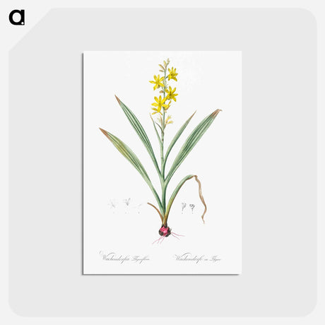 アートポストカード-Wachendorfia thyrsiflora - ピエール ジョゼフ ルドゥーテ Postcard.