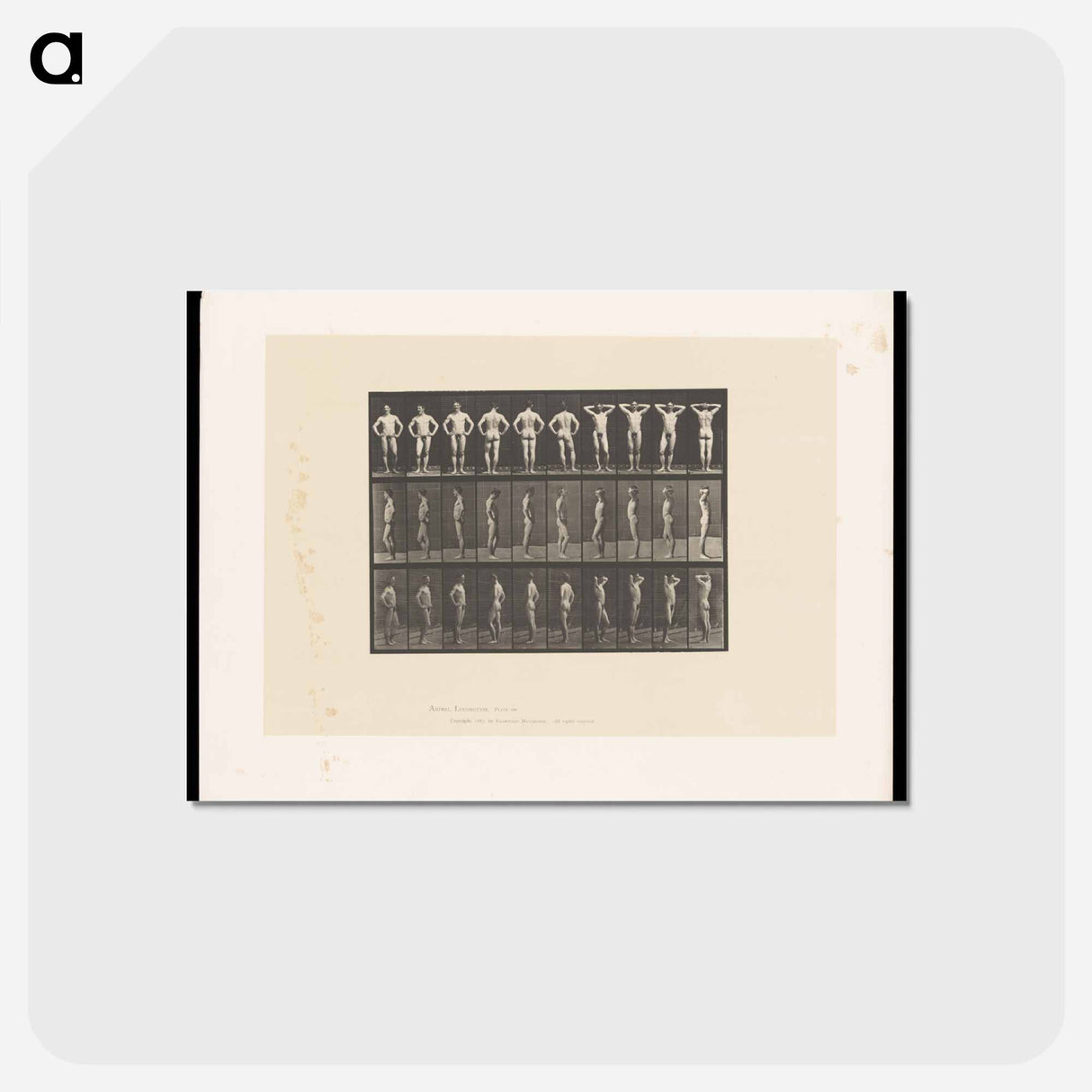 アートポストカード-Naked Man Clasped
 - エドワード マイブリッジ Postcard.