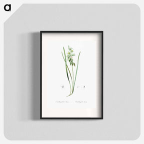 アートポスター-Drooping star-of-bethlehem illustration - ピエール ジョゼフ ルドゥーテ Poster.