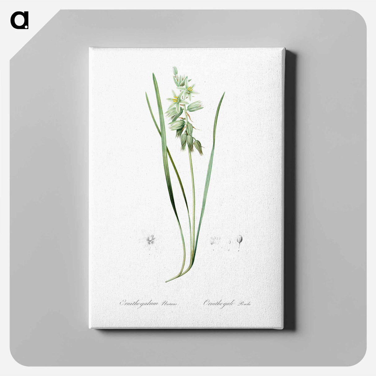 アートパネル-Drooping star-of-bethlehem illustration - ピエール ジョゼフ ルドゥーテ Canvas.