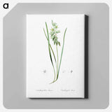 アートパネル-Drooping star-of-bethlehem illustration - ピエール ジョゼフ ルドゥーテ Canvas.