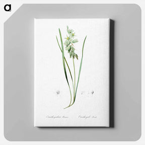 アートパネル-Drooping star-of-bethlehem illustration - ピエール ジョゼフ ルドゥーテ Canvas.