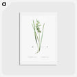 アートポストカード-Drooping star-of-bethlehem illustration - ピエール ジョゼフ ルドゥーテ Postcard.