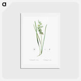 アートポストカード-Drooping star-of-bethlehem illustration - ピエール ジョゼフ ルドゥーテ Postcard.