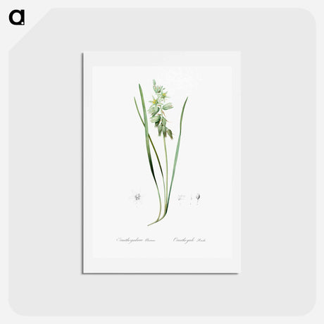 アートポストカード-Drooping star-of-bethlehem illustration - ピエール ジョゼフ ルドゥーテ Postcard.