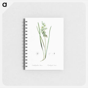 アートメモ帳-Drooping star-of-bethlehem illustration - ピエール ジョゼフ ルドゥーテ Memo.